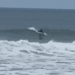 Great White Shark Breaches Feet From Unsuspecting Boogie Boarder at Newport Beach