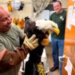 Big Bear’s Jackie Among Injured After Multi-Eagle Altercation