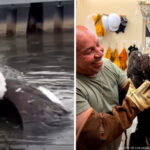 Big Bear Bald Eagle Identified as Jackie Following Rescue From Territorial Clash