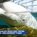 Thirty Beluga Whales Successfully Relocated From Closed Marineland Canada Facility