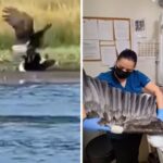 Big Bear Bald Eagle Jackie Fights for Recovery as Condition Stays Critical
