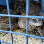 Quail Deployment Underway at Hempstead Harbor Nature Trail in Tick Control Initiative