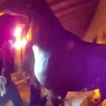Police Body Camera Captures Dramatic Horse Rescue From Burning Barn in Saratoga Springs