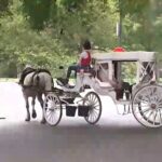 Stray Electrical Current Under Investigation in Fatal Central Park Horse Carriage Incident