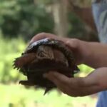Over 100 Box Turtles Found Abandoned Along New Jersey Riverbank