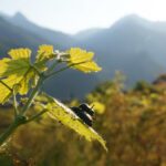 Japanese Beetles Ravage Northern Italian Vineyards and Farms as Pest Spreads Across Europe
