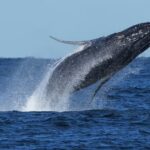 Humpback Whale Population Surges in Southern Hemisphere, But Shipping Threats Loom