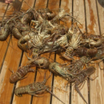Florida’s Spiny Lobster Mini Season Draws Divers to the Keys in Late July