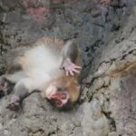 Beloved Japanese Zoo Monkey Punch Celebrates First Birthday With Thousands of Fan Messages