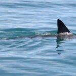 Emergency Medicine Expert Outlines Critical First-Aid Steps for Shark Bite Victims