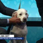 Meet Wilby, a sweet Labrador mix looking for a ‘furever’ home