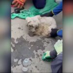 French Poodle Found Alive After 29 Days Trapped in Venezuelan Earthquake Rubble