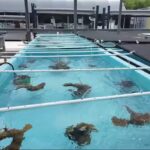University of Miami Scientists Launch Emergency Rescue of Florida’s Last Elkhorn Coral Amid Bleaching Threat
