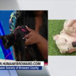 Broward Humane Society Seeks Adoptive Families for Playful Kitten and Shelter Dogs