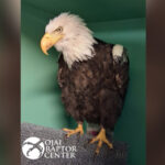 Big Bear Bald Eagle Jackie Experiences Medical Complication During Anemia Treatment