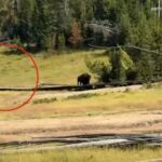 Bison Charges at Child in Harrowing Yellowstone National Park Encounter
