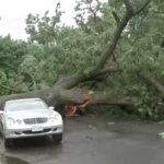 Storm Fells Trees Across Queens, Crushing Multiple Vehicles