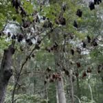 Fungal Tree Disease Detected Across Five Long Island Communities