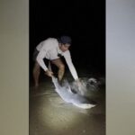 Tiger Shark Caught Off Cape Cod Signals Potential Shift in Atlantic Waters
