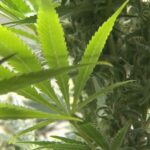 Federal Study Reveals Marijuana Use Now Exceeds Cigarette Smoking Among Americans