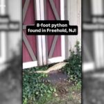 Eight-Foot Burmese Python Discovered in New Jersey Yard After Consuming Opossum