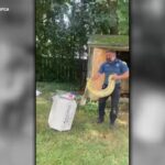 Eight-Foot Burmese Python Discovered in New Jersey Yard With Opossum Inside