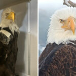 Autopsy Reveals Blood Clots in Jackie the Bald Eagle; Final Disposition Announced
