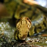 Arkansas High School Football Player Discovers Venomous Snake Inside Helmet at Practice