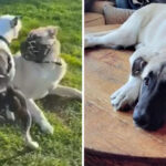 California County Euthanizes Dog Despite Supreme Court Appeal Effort