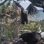 Shadow, Jackie’s Former Mate, Spotted With New Female Eagle Katie at Big Bear