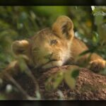 National Geographic’s ‘Lion’ Documents Four-Year Chronicle of African Pride’s Survival and Growth