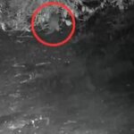 River Otter Spotted in Bronx River for First Time in Over a Century