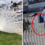 Postal Worker’s Attack on Neighborhood Peacock Sparks Community Backlash in Pasadena