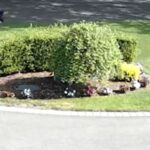 Residents of Dix Hills Express Safety Concerns Following Series of Pit Bull Incidents