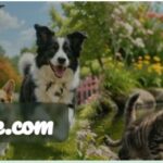 MyFurFace.com Launches Beta, Giving Pet Lovers Their Own Social Network