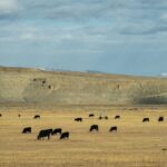 Wyoming Democrat Byrd Wins Primary in Bid to Challenge GOP Hold on Senate Seat
