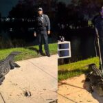 10-Foot, 300-Pound Alligator Safely Removed From Area Near Coconut Creek High School