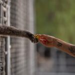 Half-Century of Conservation: How a Santa Clarita Sanctuary Protects Earth’s Rarest Gibbons