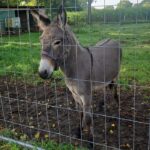 Three Injured After Aggressive Donkey Attacks Motorists in Northern German Town