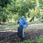 Mexico’s Avocado Industry Resumes Exports After U.S. Security Alert, But Violence Concerns Linger