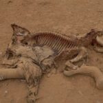 Kenyan Farmers Challenge Cyanide Theory in Deaths of 15 Elephants Near Amboseli Park