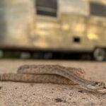 Dog Trainers Teach Pets to Avoid Venomous Snakes Using Electronic Collars and Behavioral Methods