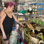 Massachusetts Sanctuary Provides Home for Nearly 400 Abandoned Guinea Pigs