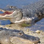 Florida Woman Loses Arm in Alligator Attack; Boater’s Quick Action Saves Her Life