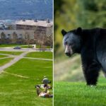 Cornell Implements Kitchen Policy Banning Wild Game Processing Following Bear Butchering Incident