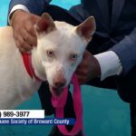 Broward Shelter Dog Tina Successfully Placed in Forever Home