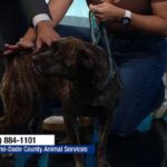 Miami-Dade Animal Services Seeks Adoptive Families for Tigress and Other Available Pets