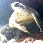 Federal Policy Shifts Threaten Marine Species Protections in South Florida