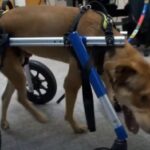 ‘Mister Wiggles’ gets new wheels, now searching for a forever home