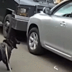 Police K-9 Forces Entry Into Vehicle After Driver Refuses Surrender in 40-Minute Standoff